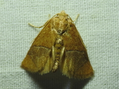Apoda latomia