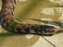 Clonophis kirtlandii