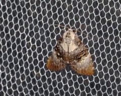 Acatapaustus leucospila