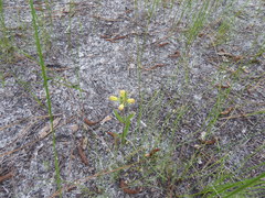 Asclepias pedicellata