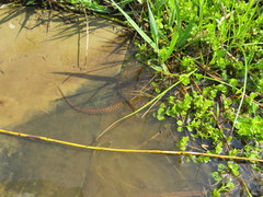 Clonophis kirtlandii