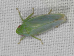 Gyponana angulata
