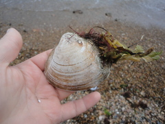 Spisula sachalinensis