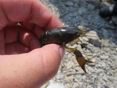 Procambarus gracilis