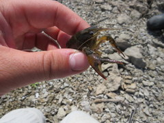 Procambarus gracilis