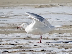 Larus hyperboreus