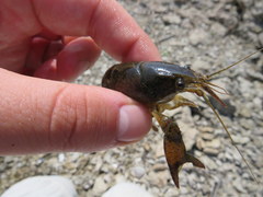 Procambarus gracilis