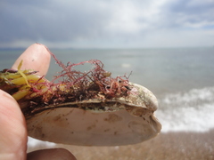 Spisula sachalinensis