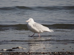 Larus hyperboreus
