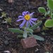 Namaqua Felicia - Photo (c) Tony Rebelo, some rights reserved (CC BY-SA), uploaded by Tony Rebelo