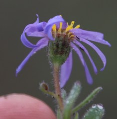 Felicia namaquana