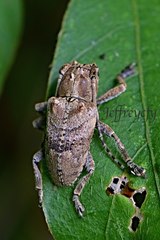 Pterolophia consularis