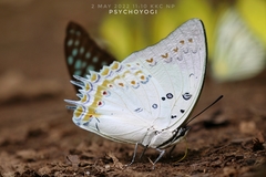 Polyura delphis
