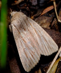 Leucania porphyrodes