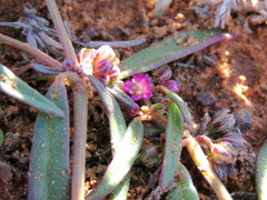 Gisekia pharnaceoides