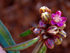 Gisekia pharnaceoides