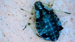 Aphidomorpha