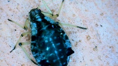 Aphidomorpha