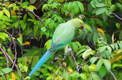 Psittacula krameri