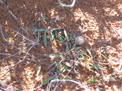 Gisekia pharnaceoides