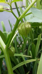 Physalis ixocarpa