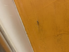 Pholcus phalangioides