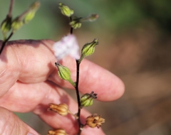 Nicotiana repanda