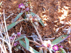 Gisekia pharnaceoides