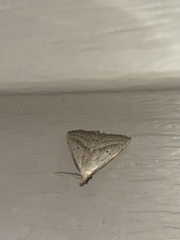 Macrochilo hypocritalis