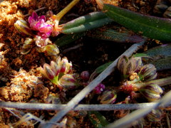 Gisekia pharnaceoides