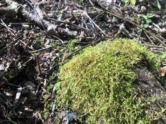 Rhynchostegium aquaticum