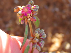 Gisekia pharnaceoides