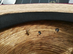 Macrodactylus subspinosus