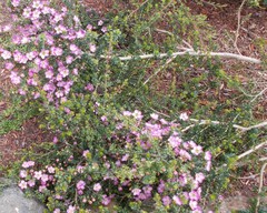 Leptospermum squarrosum