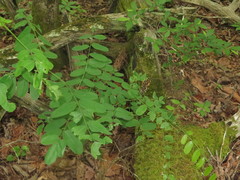 Amorpha ouachitensis
