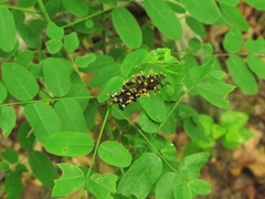 Amorpha ouachitensis