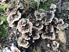 Thelephora americana