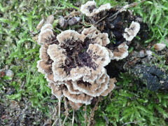 Thelephora americana