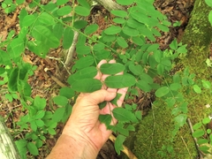 Amorpha ouachitensis