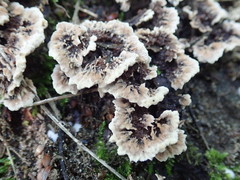Thelephora americana