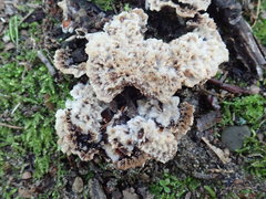 Thelephora americana