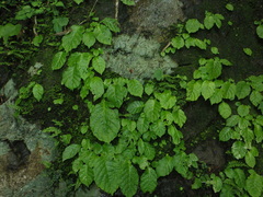 Conandron ramondioides