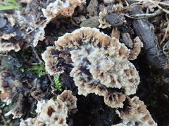 Thelephora americana