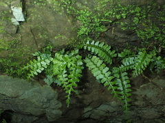 Asplenium gueinzianum