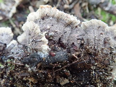 Thelephora americana