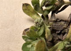 Psilocarphus oregonus