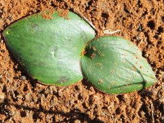 Massonia