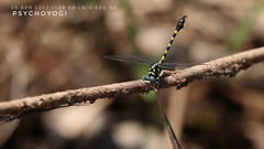 Paragomphus capricornis