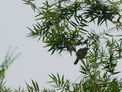 Pycnonotus goiavier analis