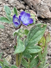 Phacelia davidsonii